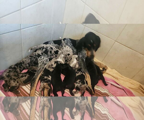 Medium Photo #1 Bluetick Coonhound Puppy For Sale in New Orleans, LA, USA