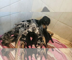 Bluetick Coonhound Dogs for adoption in New Orleans, LA, USA