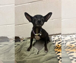 Carrieann - Female Chihuahua Dog for Adoption - Photo #8