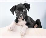 Small Chihuahua Mix