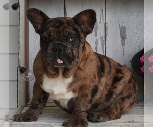 French Bulldog Puppy for sale in FREDERICKSBURG, OH, USA