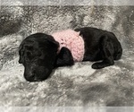 Puppy 3 Poodle (Standard)