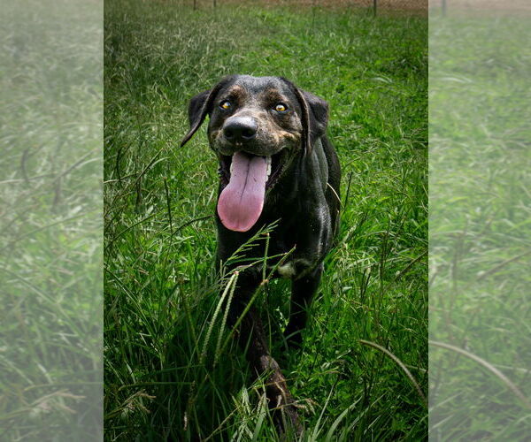 Medium Photo #1 Mutt Puppy For Sale in Abbeville, LA, USA