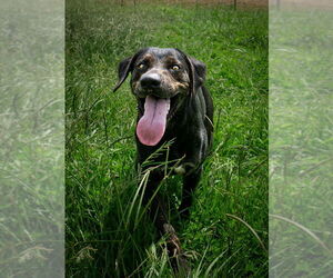 Mutt Dogs for adoption in Abbeville, LA, USA