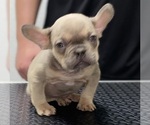 Puppy 2 French Bulldog