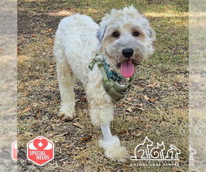 Medium Poodle (Standard) Mix