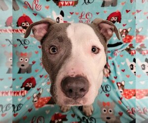 American Pit Bull Terrier Dogs for adoption in FAIRLAWN, OH, USA