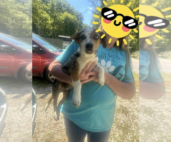 Medium Photo #3 Australian Shepherd-Unknown Mix Puppy For Sale in Aurora, IN, USA