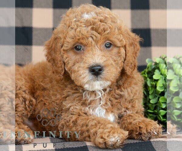 Medium Photo #1 Goldendoodle (Miniature) Puppy For Sale in DORNSIFE, PA, USA