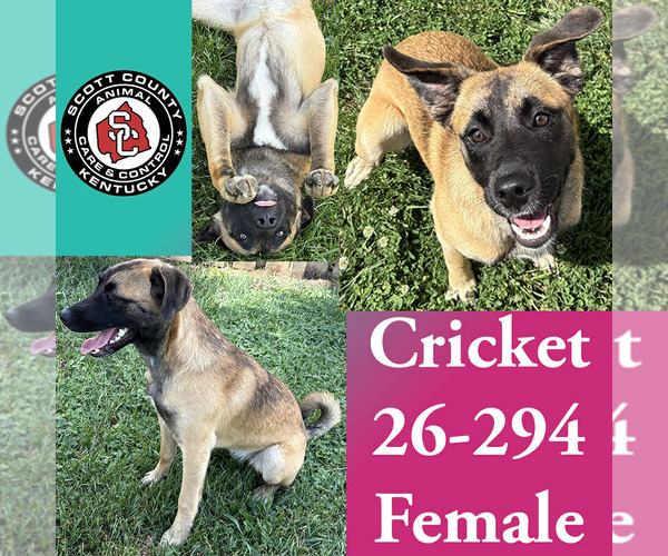 Medium Photo #1 Holland Shepherd-Unknown Mix Puppy For Sale in Georgetown, KY, USA