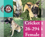 Small Holland Shepherd Mix