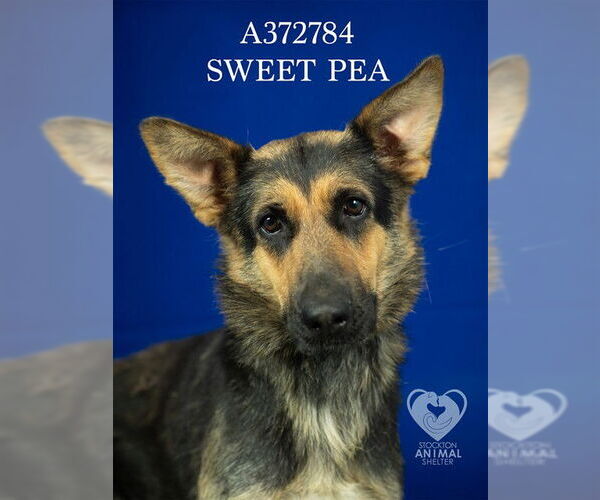 Medium Photo #2 German Shepherd Dog Puppy For Sale in Stockton, CA, USA