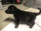 Small Photo #15 German Shepherd Dog Puppy For Sale in LOX, FL, USA