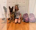 Small Photo #189 German Shepherd Dog Puppy For Sale in LA FAYETTE, NY, USA