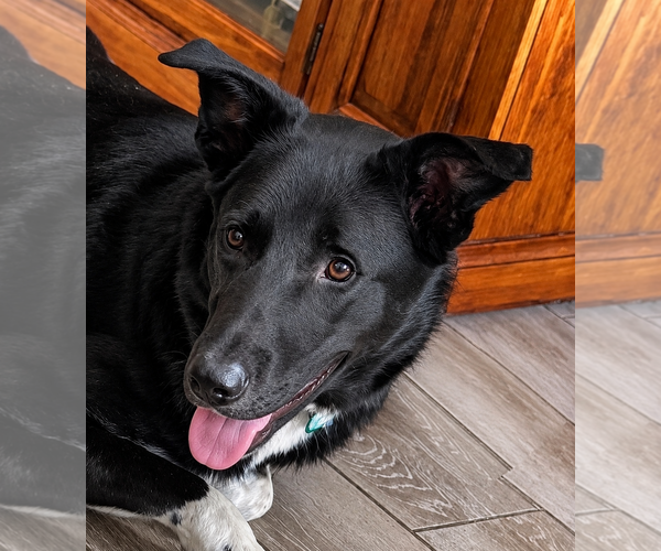 Medium Photo #3 Border Collie-Unknown Mix Puppy For Sale in Dallas, TX, USA