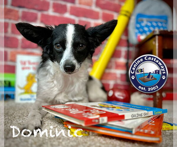 Medium Photo #3 Rattle Puppy For Sale in Arcadia, FL, USA