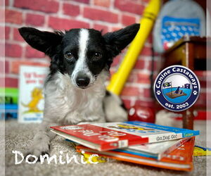 Rattle Dogs for adoption in Arcadia, FL, USA