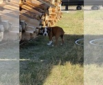 Lincoln - Male Boxer Puppy for Sale - Small photo
