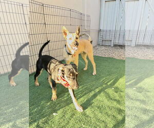Jackson - Male Australian Kelpie-Unknown Mix Dog for Adoption - Photo #9