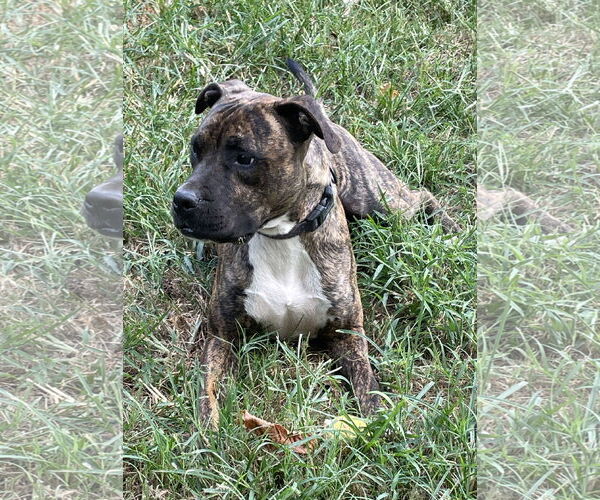 Medium Photo #1 American Pit Bull Terrier-Unknown Mix Puppy For Sale in Munford, TN, USA