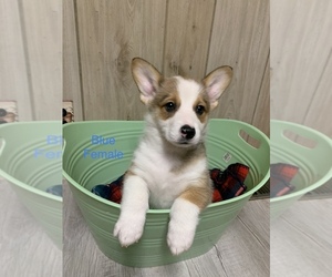 Pembroke Welsh Corgi Puppy for sale in ODON, IN, USA