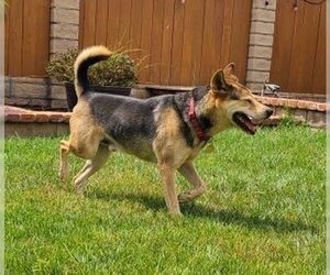 Rascal - Male Mutt Dog for Adoption - Photo #3
