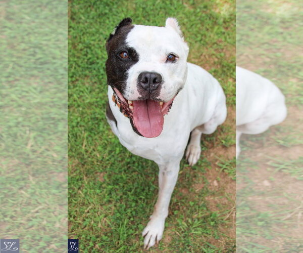 Medium Photo #1 Mutt Puppy For Sale in Lockport, NY, USA