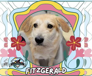 Dachshund-Labrador Retriever Mix Dogs for adoption in San Antonio, TX, USA