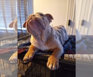 Bulldog Puppy for sale in TEHACHAPI, CA, USA