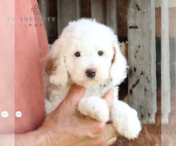 Medium Photo #3 Goldendoodle (Miniature) Puppy For Sale in LITITZ, PA, USA