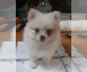 Pomeranian Puppy for sale in ST HEIGHTS, MI, USA