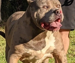 Father of the American Bully puppies born on 12/11/2021