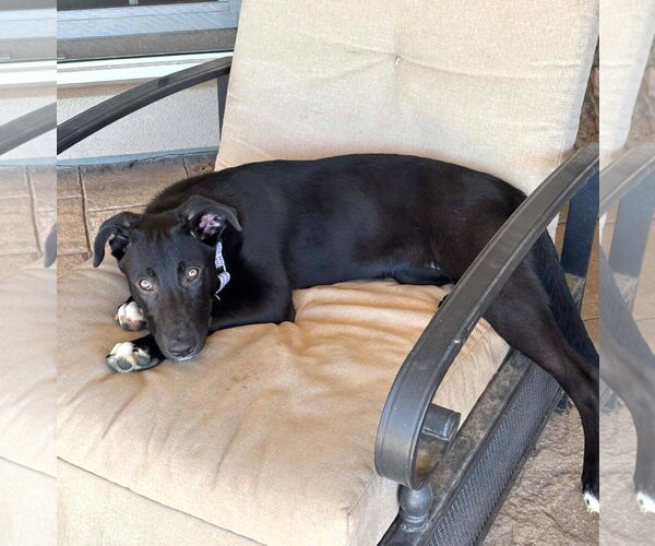 Medium Photo #6 Labrador Retriever-Unknown Mix Puppy For Sale in MECHANICSBURG, PA, USA