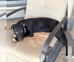 Small #5 Labrador Retriever Mix