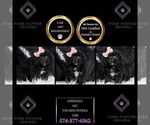 Puppy Sprinkless AKC Poodle (Miniature)