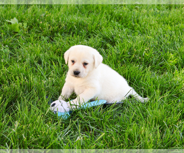 Medium Photo #3 Labrador Retriever Puppy For Sale in SYRACUSE, IN, USA