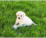 Small #2 Labrador Retriever