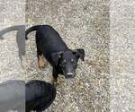 Small #1 Labrador Retriever-Siberian Husky Mix