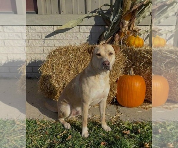Medium Photo #1 Labrador Retriever-Unknown Mix Puppy For Sale in Genesee, WI, USA