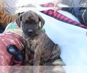 Boxador-Labrador Retriever Mix Puppy for sale in SHILOH, OH, USA