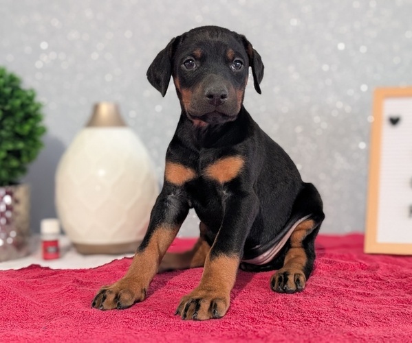 Medium Photo #3 Doberman Pinscher Puppy For Sale in GOSHEN, IN, USA