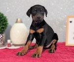 Small #2 Doberman Pinscher