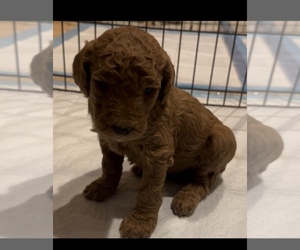 Poodle (Standard) Puppy for sale in GARDEN GROVE, CA, USA