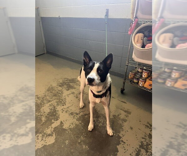 Medium Photo #1 Border Collie-Unknown Mix Puppy For Sale in Tallahassee, FL, USA