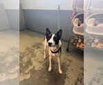 JASPER - Male Border Collie-Unknown Mix Dog for Adoption - Small photo