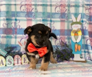 Border Collie-Unknown Mix Puppy for sale in LANCASTER, PA, USA