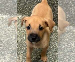 Boxador Dogs for adoption in SHERBURNE, NY, USA