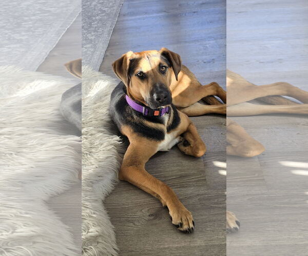 Medium Photo #5 Mutt Puppy For Sale in Rockaway, NJ, USA