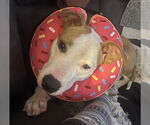 Small #3 American Pit Bull Terrier