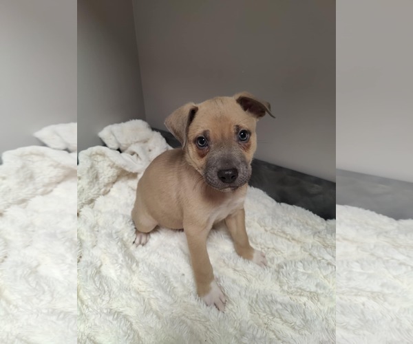 Medium Photo #1 American Pit Bull Terrier-Labrador Retriever Mix Puppy For Sale in St. Louis Park, MN, USA
